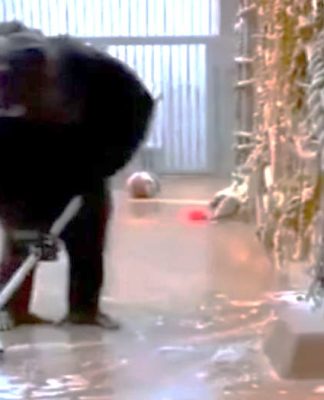 LOS ORÍGENES DE LA MORALIDAD O APRENDAMOS DE LOS SIMIOS (Primera Parte)