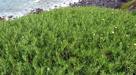 Las especies invasoras amenazan la biodiversidad