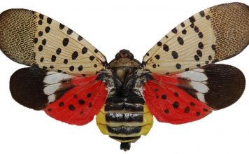 Alerta sobre la mosca linterna con manchas (Spotted Lanternfly): un insecto invasor que podría dañar Pennsylvania