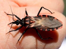 Paraguay libre del Mal de Chagas