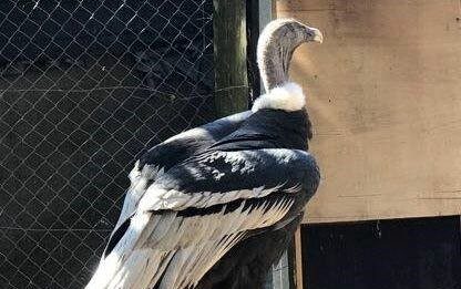 Liberación de un cóndor andino en Jujuy