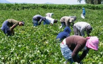 Sin cambio la cantidad de lesiones y enfermedades no fatales de trabajadores en California