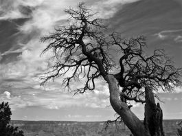 LOS ÁRBOLES MUEREN DE PIE