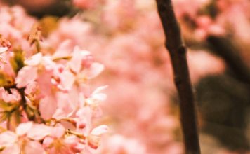 EL MILAGRO DE CADA DÍA