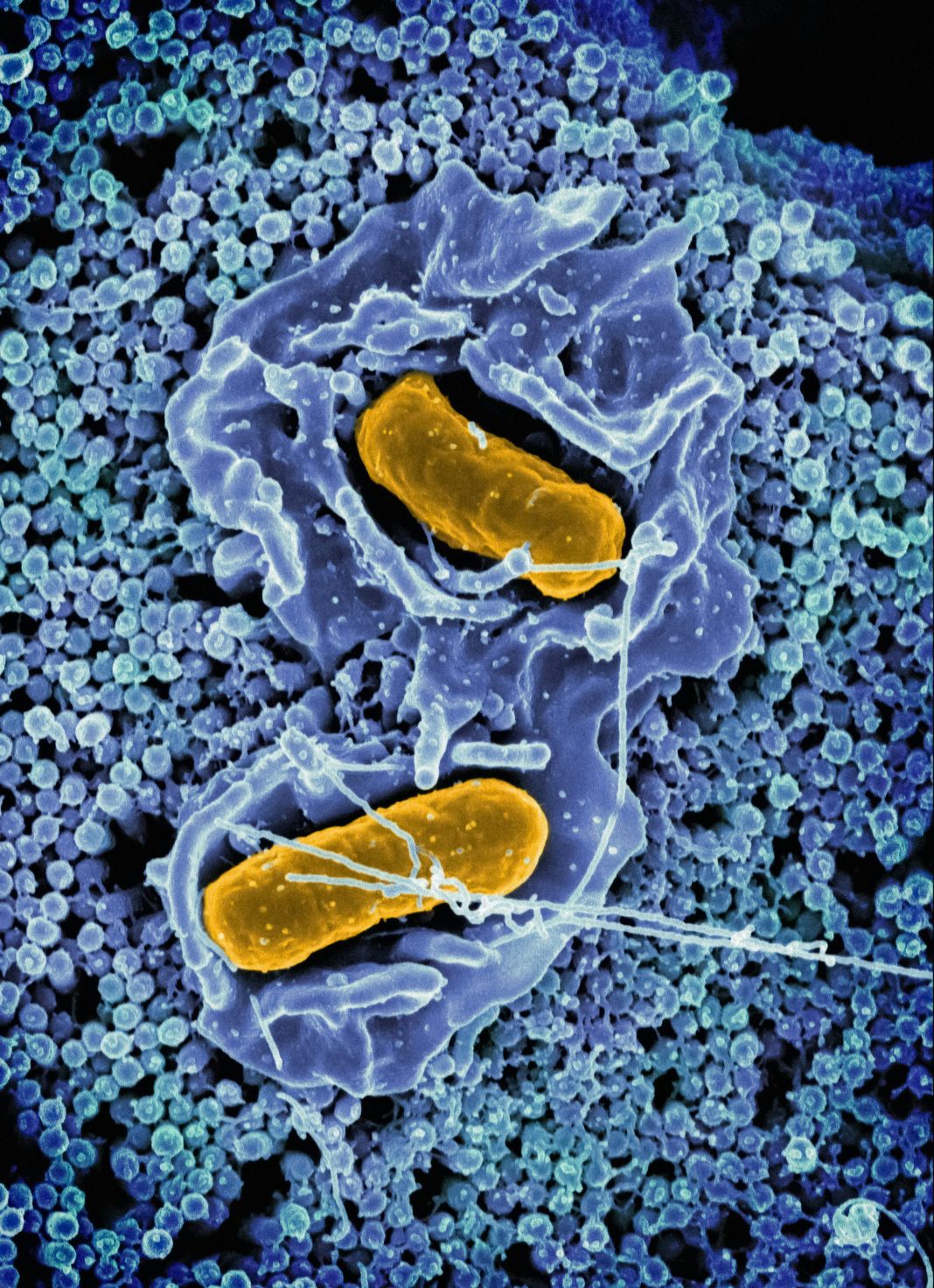 543-CIENCIA-MONICA-16 NUEVOS VIRUS-FEATURED